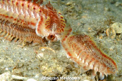It has a Tongue!  Who knew a fireworm had a tongue. Just ... by Suzan Meldonian 